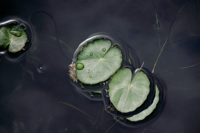 Lotus Position